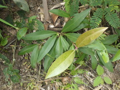 Ardisia humilis