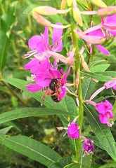 Dolichovespula norwegica