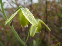 Albuca flaccida