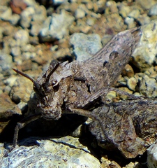 Dracotettix monstrosus