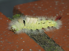 Calliteara pudibunda