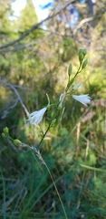 Anthericum ramosum