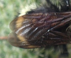 Bombus caliginosus