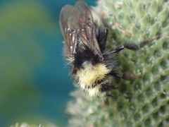 Bombus caliginosus