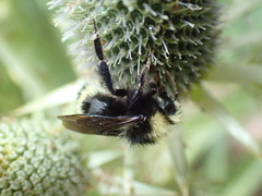 Bombus caliginosus