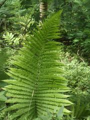 Amblovenatum immersum