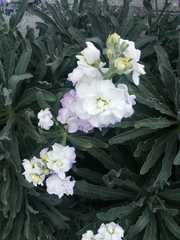 Matthiola