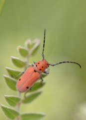 Tetraopes quinquemaculatus