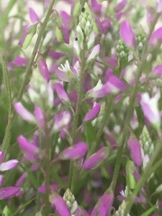 Polygala paniculata