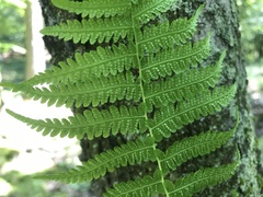 Coryphopteris simulata