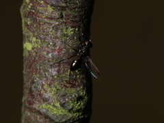 Sepsidae