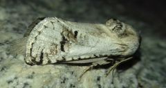 Parahypopta caestrum
