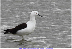 Recurvirostra andina