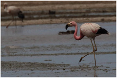 Phoenicoparrus andinus