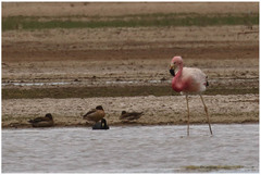 Phoenicoparrus andinus