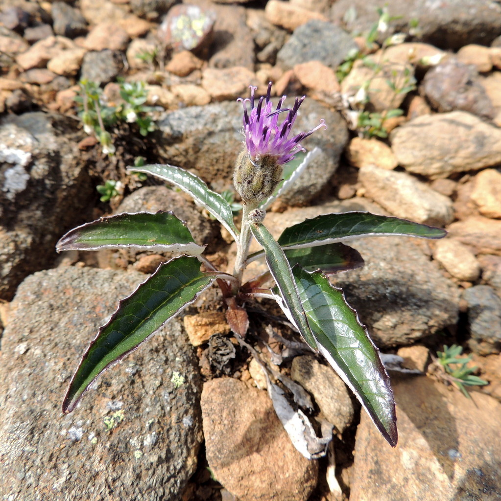 Saussurea uralensis