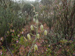Albuca flaccida