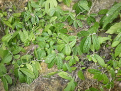 Elatostema