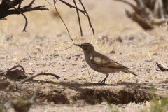 Geositta cunicularia