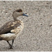 Crested Duck - Photo (c) Christian Artuso, some rights reserved (CC BY-NC-ND)