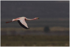 Phoenicoparrus jamesi