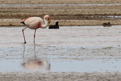 Phoenicoparrus jamesi