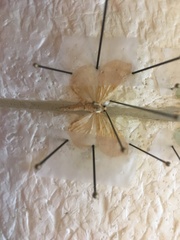 Eulithis diversilineata