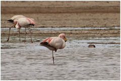 Phoenicoparrus jamesi