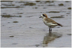 Charadrius alticola