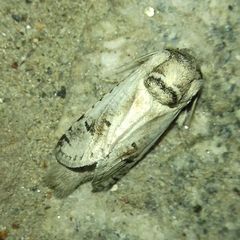 Parahypopta caestrum