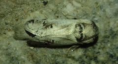 Parahypopta caestrum