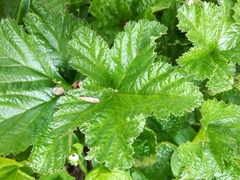 Rubus chamaemorus
