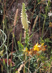 Digitalis micrantha