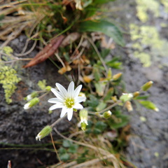 Cerastium krylovii