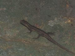 Sphenomorphus puncticentralis