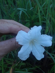 Ruellia noctiflora