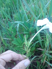 Ruellia noctiflora