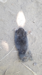 Talpa occidentalis