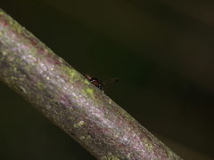 Sepsidae