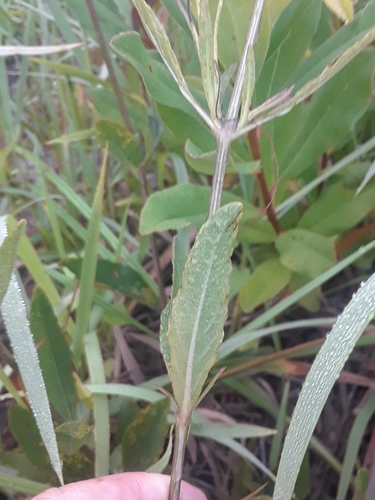 Image of Ruellia noctiflora by (c) Abby Darrah, some rights reserved (CC BY)