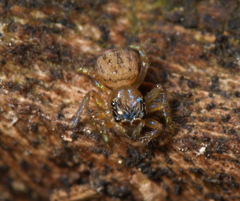 Euophrys frontalis