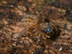Euophrys frontalis