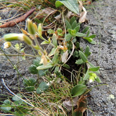 Cerastium krylovii