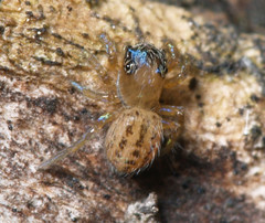 Euophrys frontalis