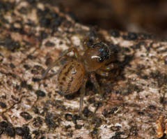 Euophrys frontalis
