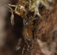 Euophrys frontalis