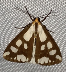 Haploa confusa