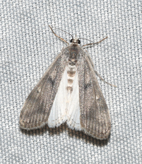 Parapoynx maculalis