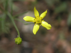 Ranunculus arizonicus