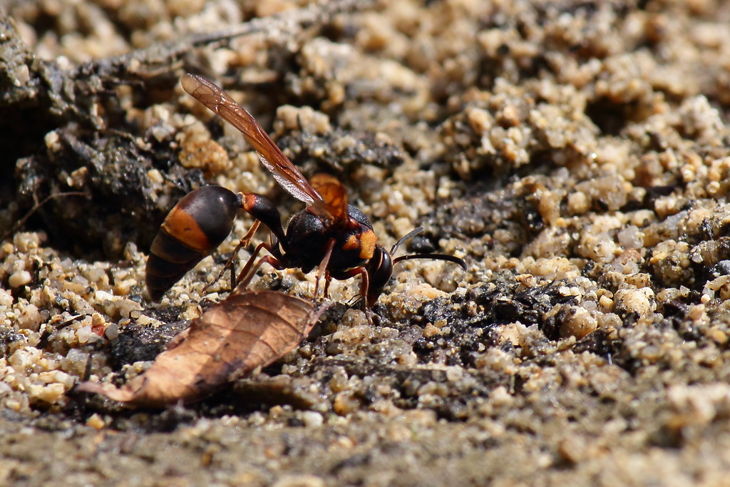 Oreumenes